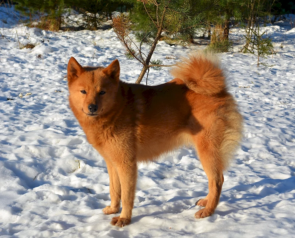 Karelo-Finnischer Husky