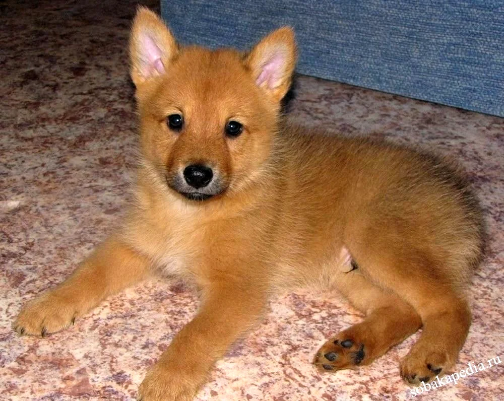 Karelo-Finnischer Husky