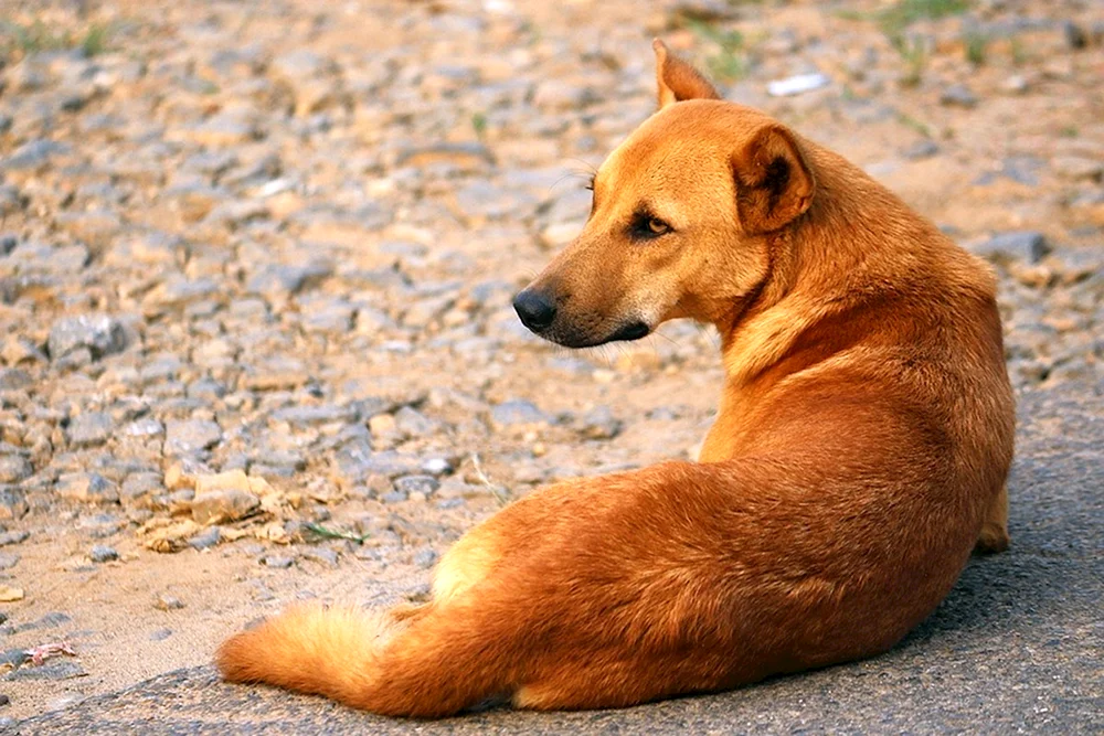 Karelisch-Finnischer Husky
