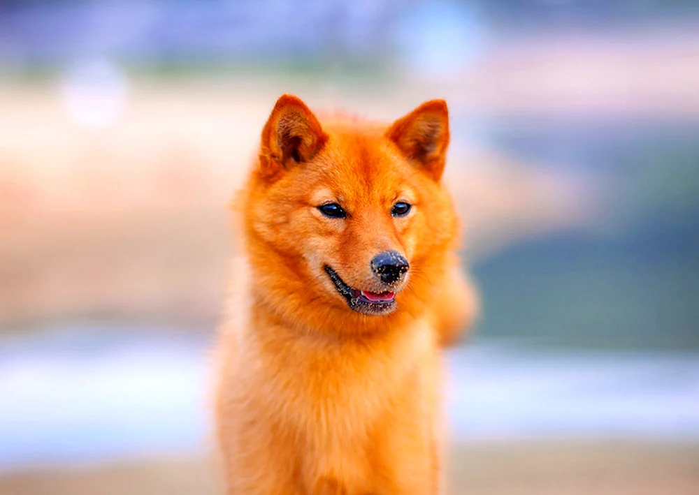 Karelo-Finnischer Husky