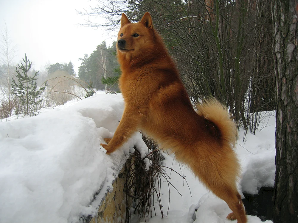 Karelo-Finnischer Husky. Finnischer Husky