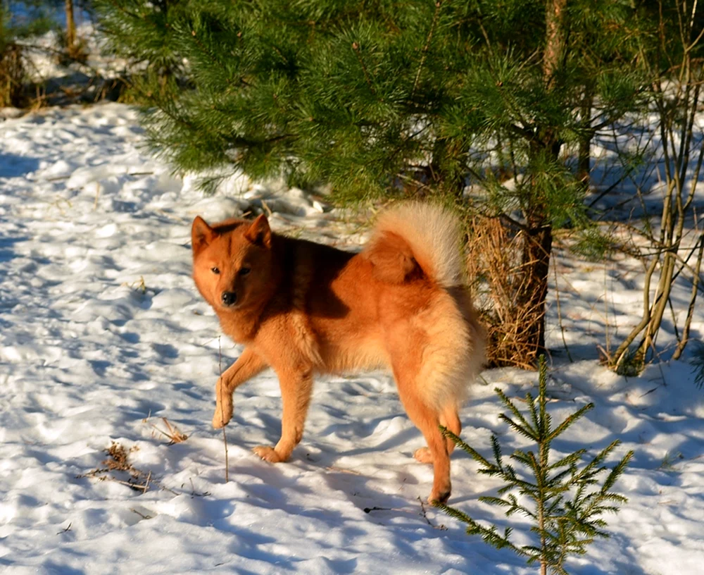 Karelischer Finnischer Husky