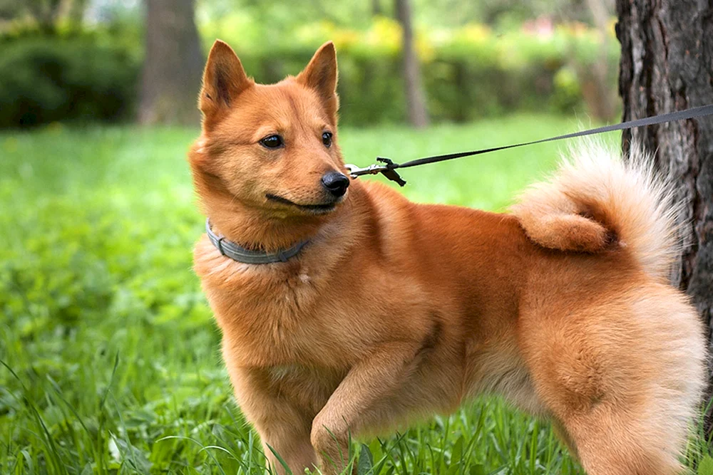 Karelischer Finnischer Husky