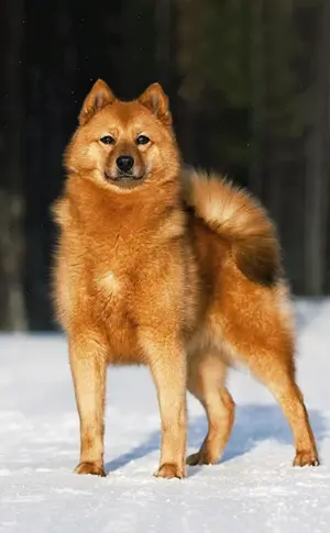 Karelisch-Finnischer Husky