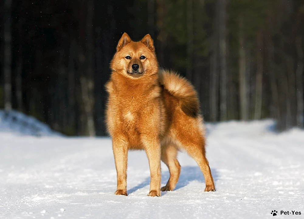 Karelisch-Finnischer Husky