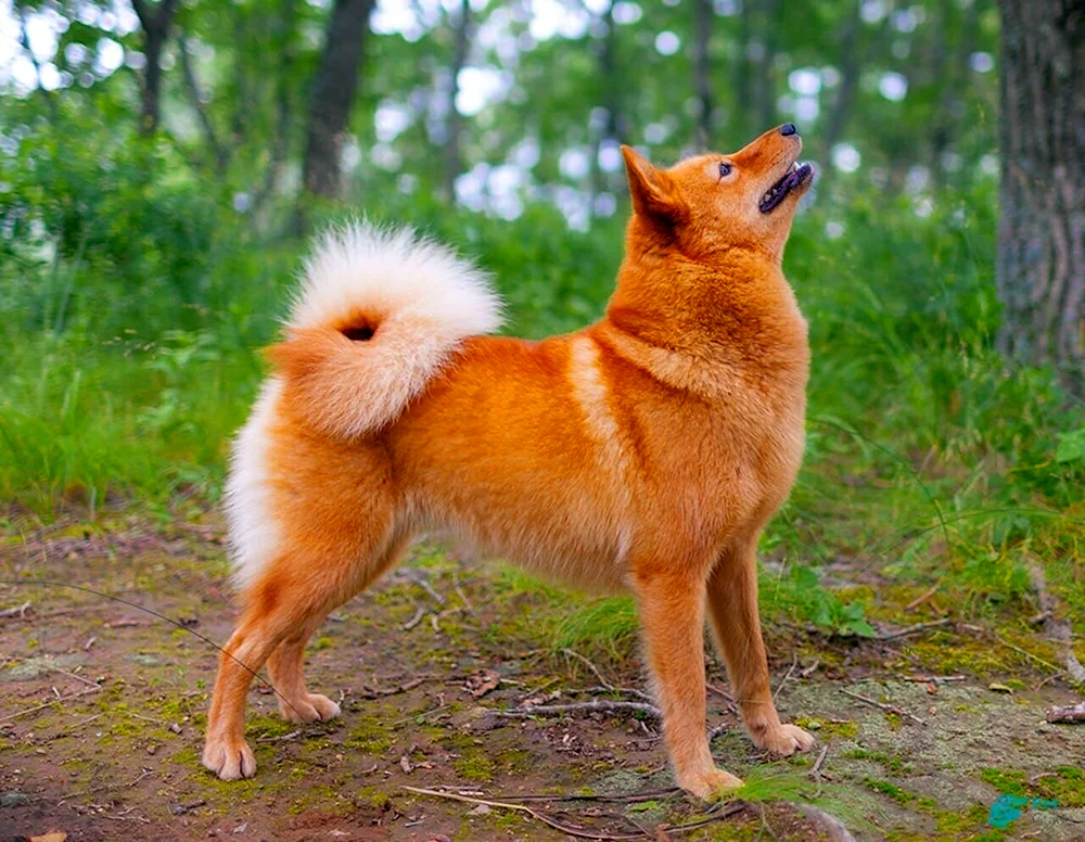 Karelisch-Finnischer Husky