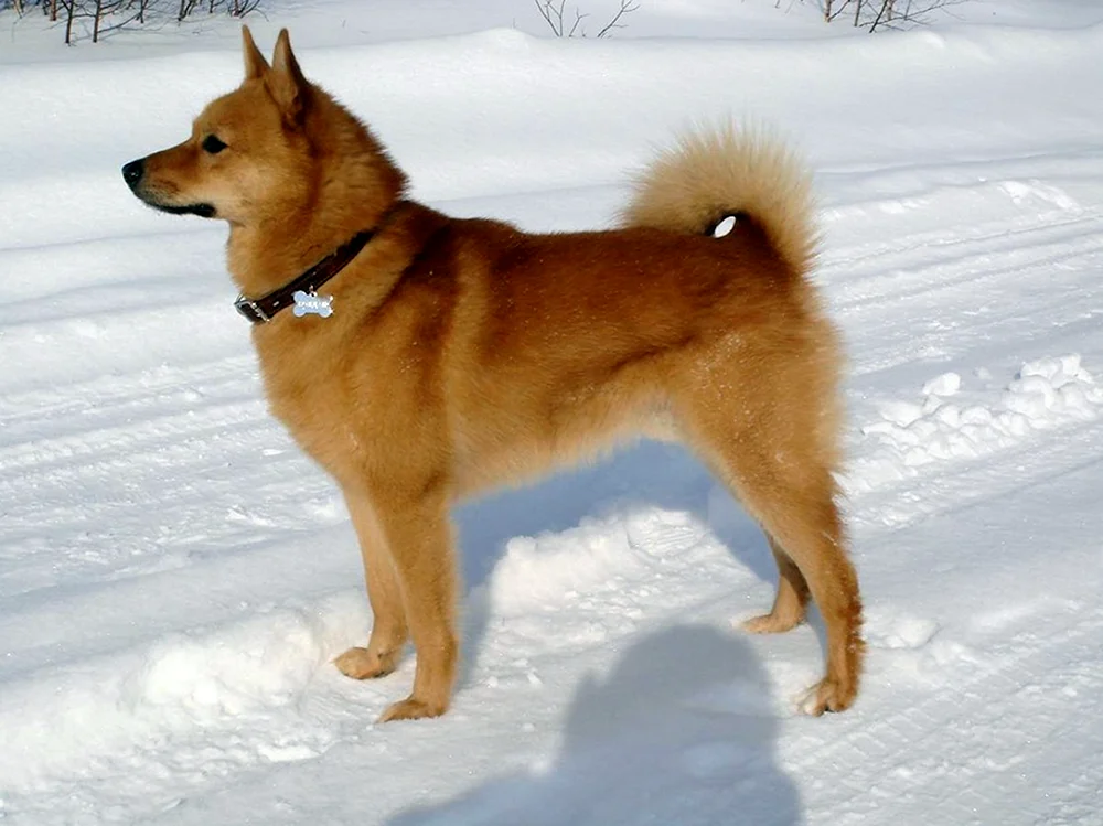 Karelisch-Finnischer Husky
