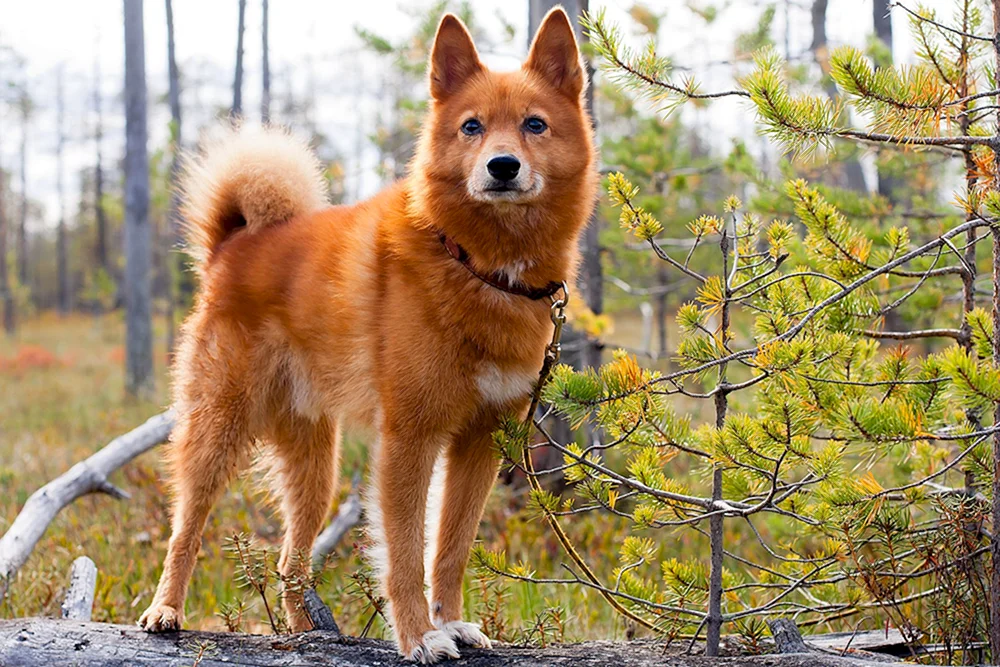 Karelisch-Finnischer Husky