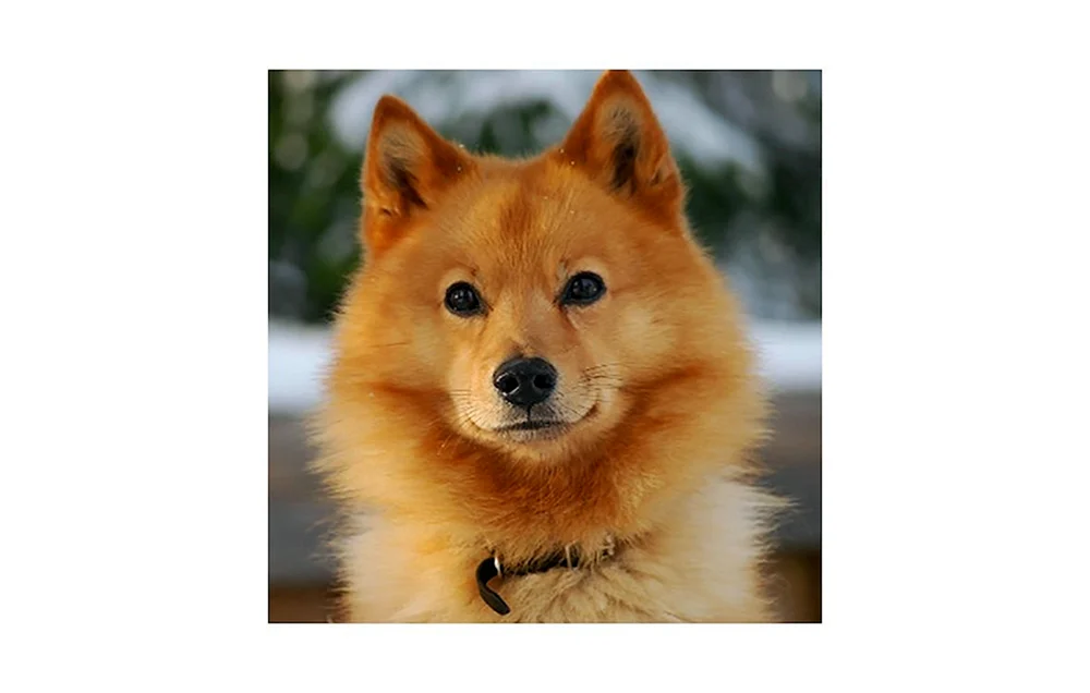 Karelisch-Finnischer Husky