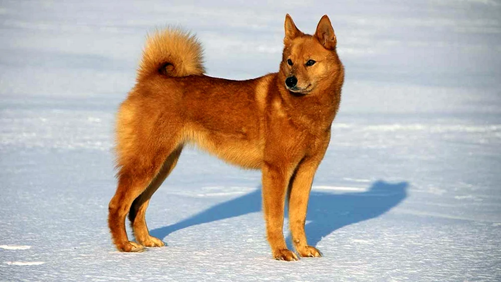 Karelisch-Finnischer Husky
