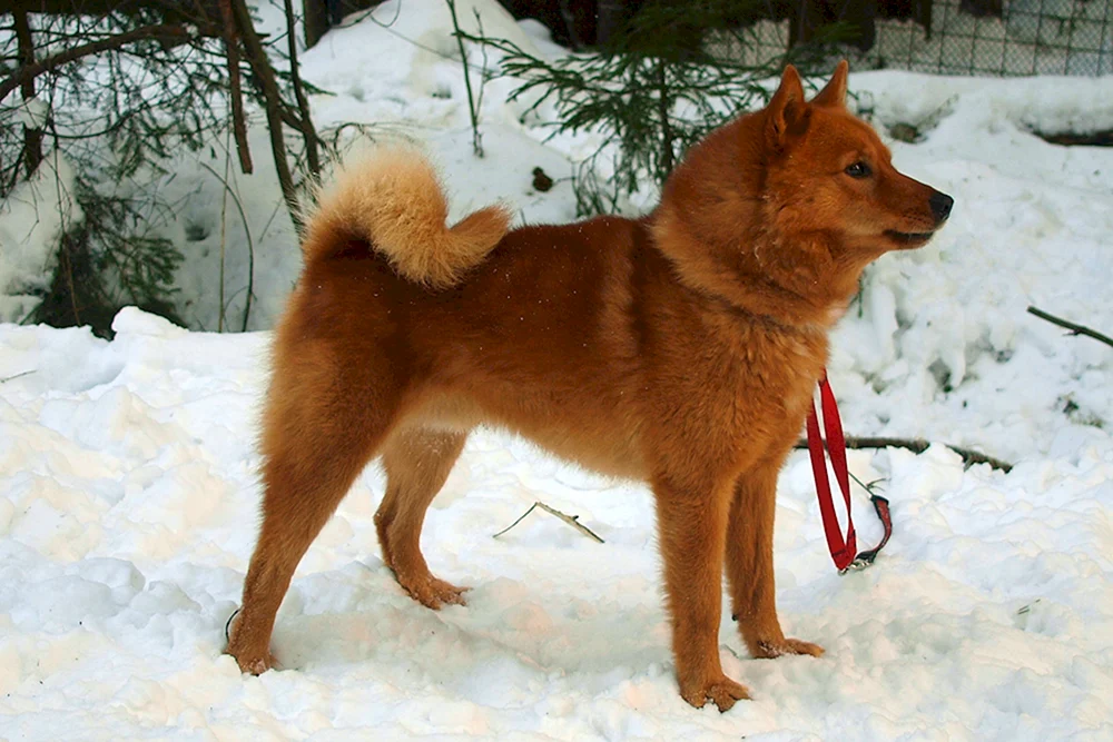 Westsibirischer Husky