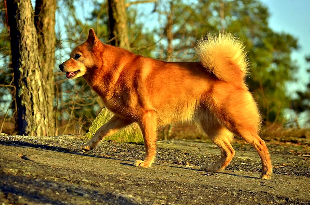 Karelo-Finnischer Husky Spitz