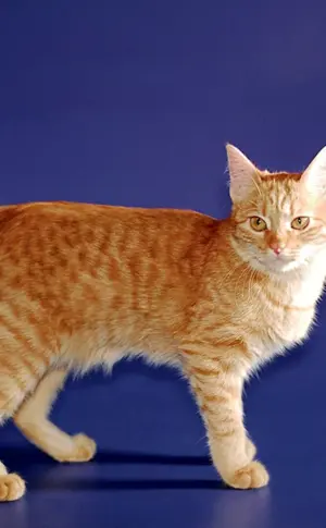 Karelische Bobtail Kurzhaar
