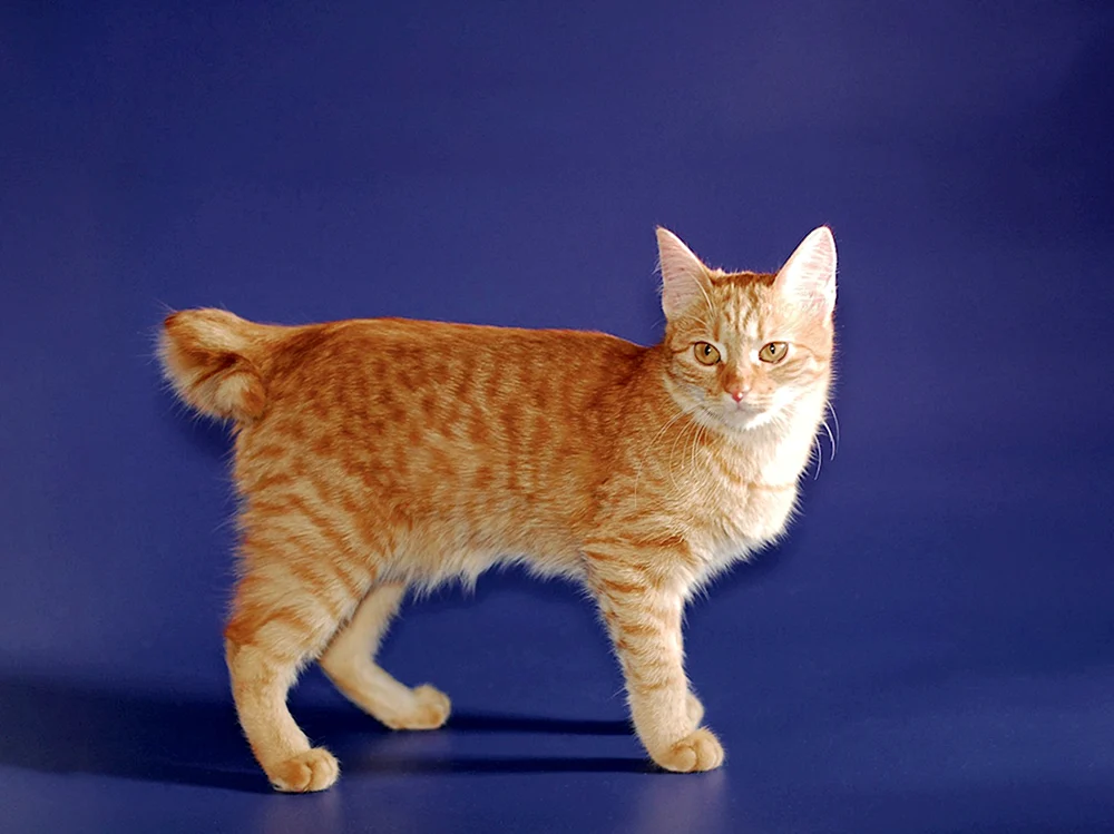 Karelische Bobtail Kurzhaar