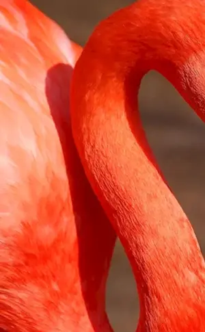 Karibischer Flamingo