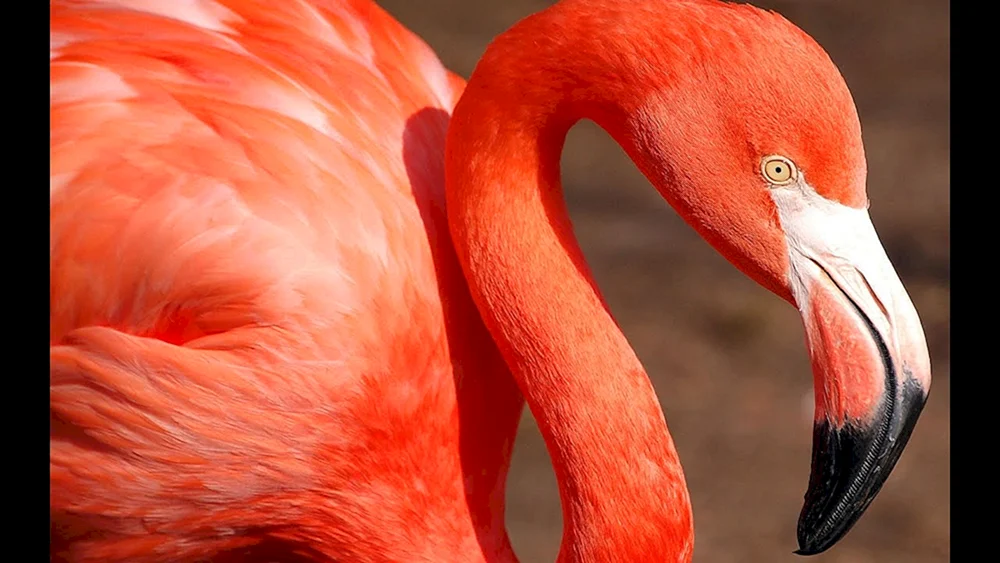 Karibischer Flamingo
