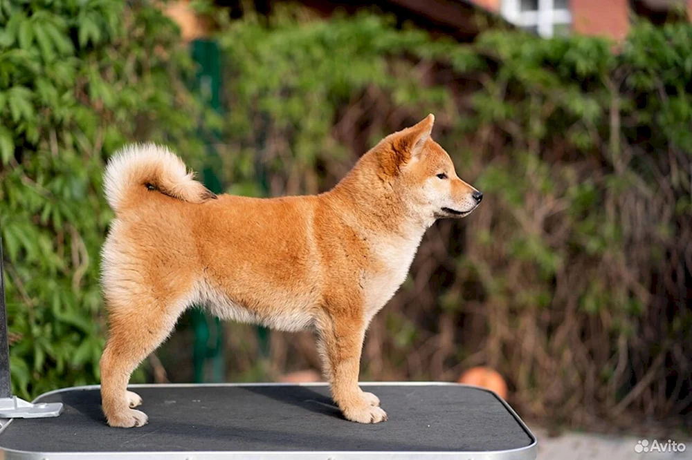 Shiba inu