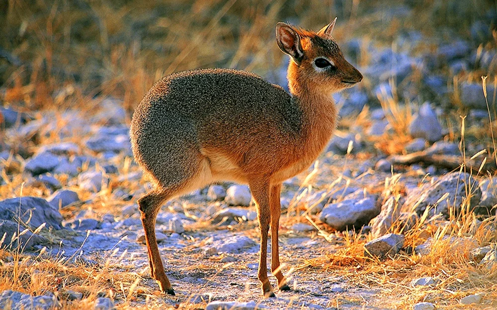 Zwergantilope Neotragus pygmaeus