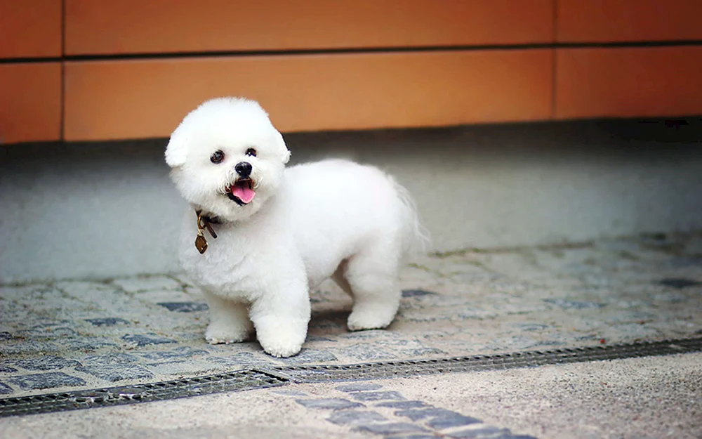 West Highland White Terrier