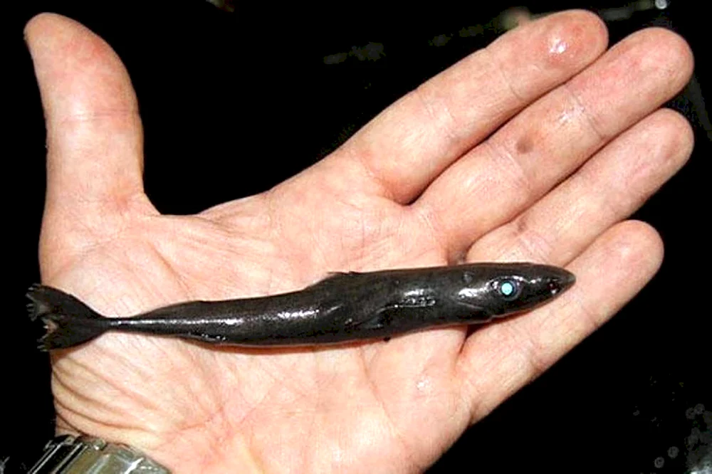 Karpfenstachelhai