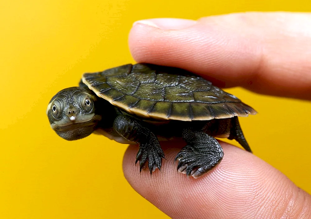 Caretta Unechte Karettschildkröte