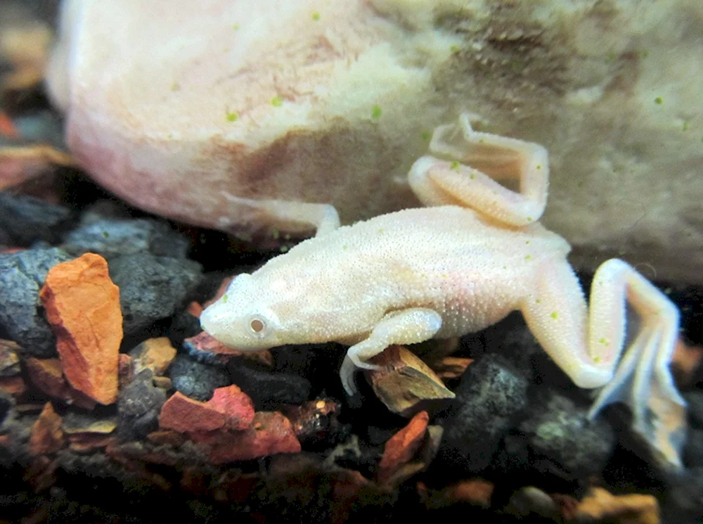 Zwerghymenochirus