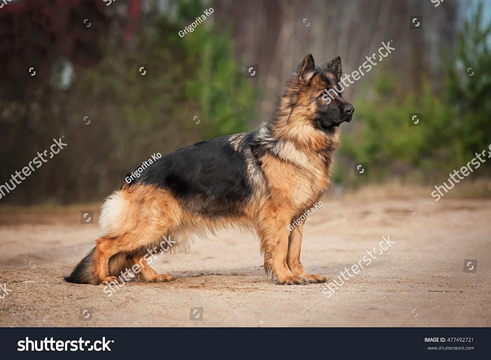 Zwerg-Schäferhund
