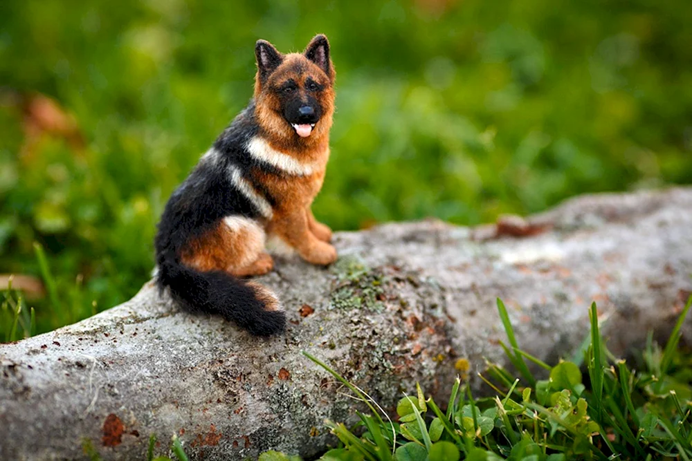 Mini-Schäferhund