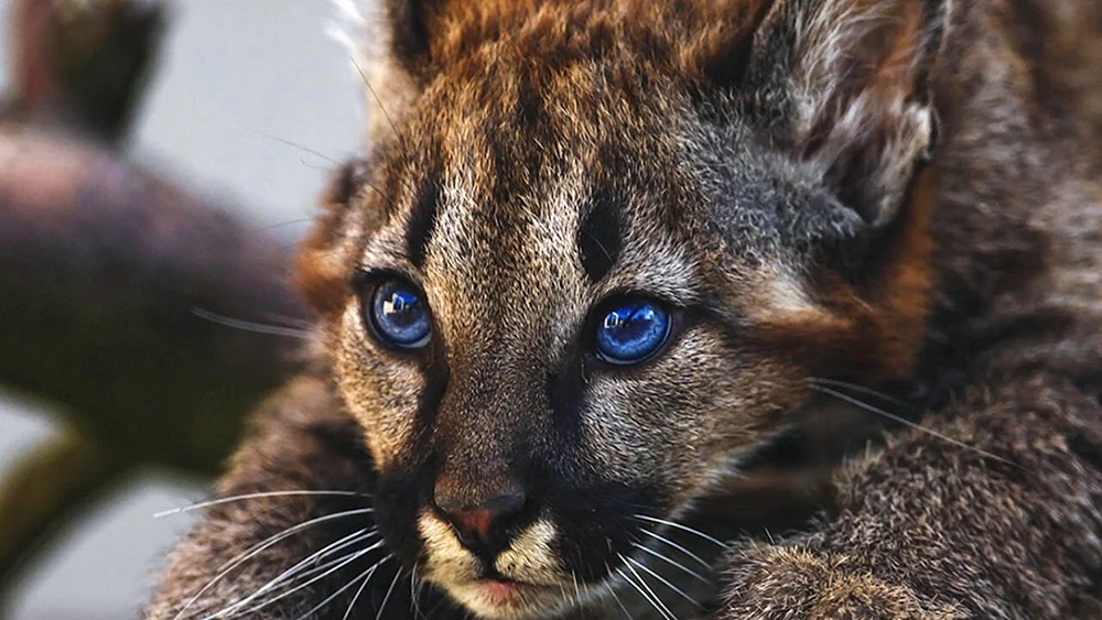 Maine cat. Waschbär