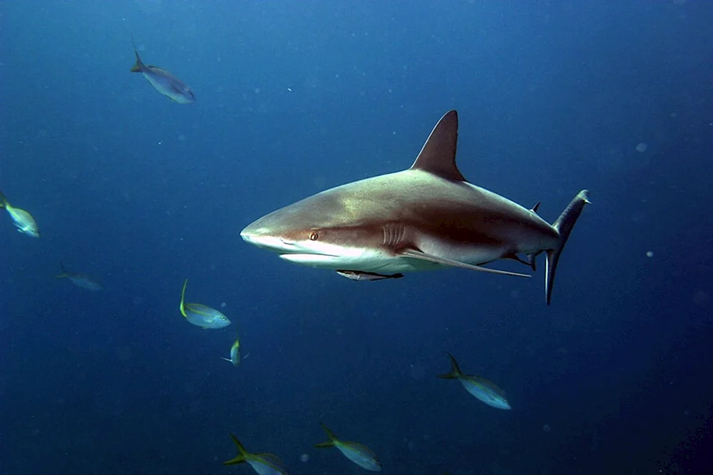 Etmopterus perryi Riffhai