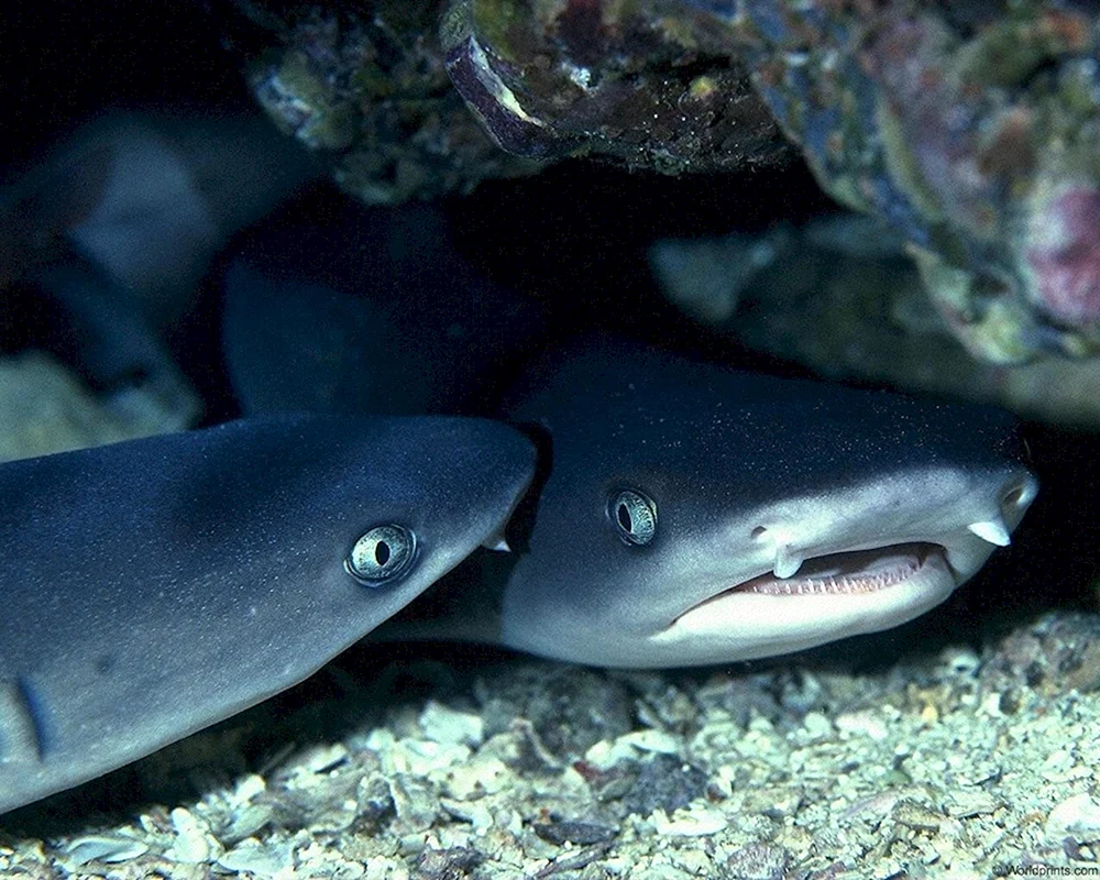 Karpfenriffhai