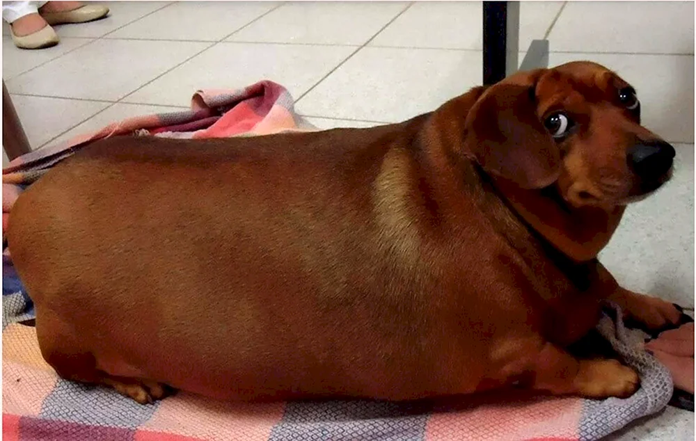 Der fetteste Hund der Welt