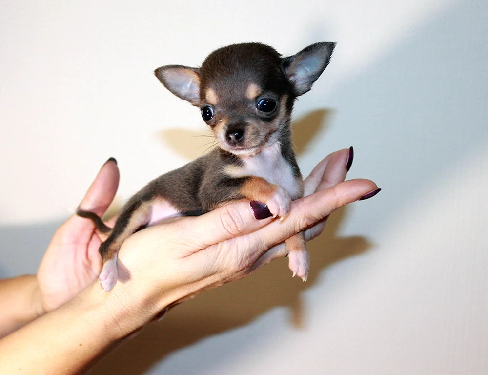 Zwerg Chihuahua minis