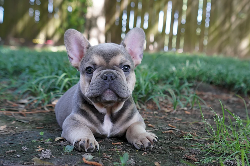 Zwergbulldogge