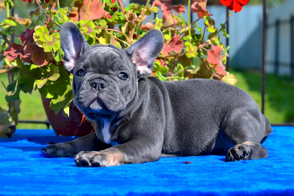 Zwergbulldogge