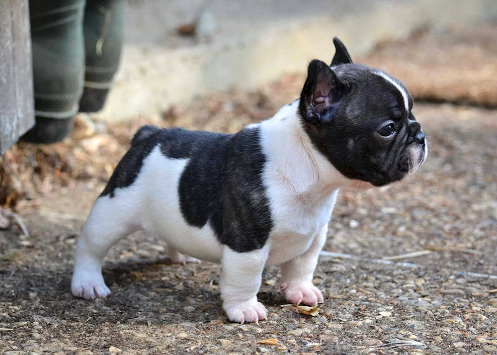 Französische Bulldogge