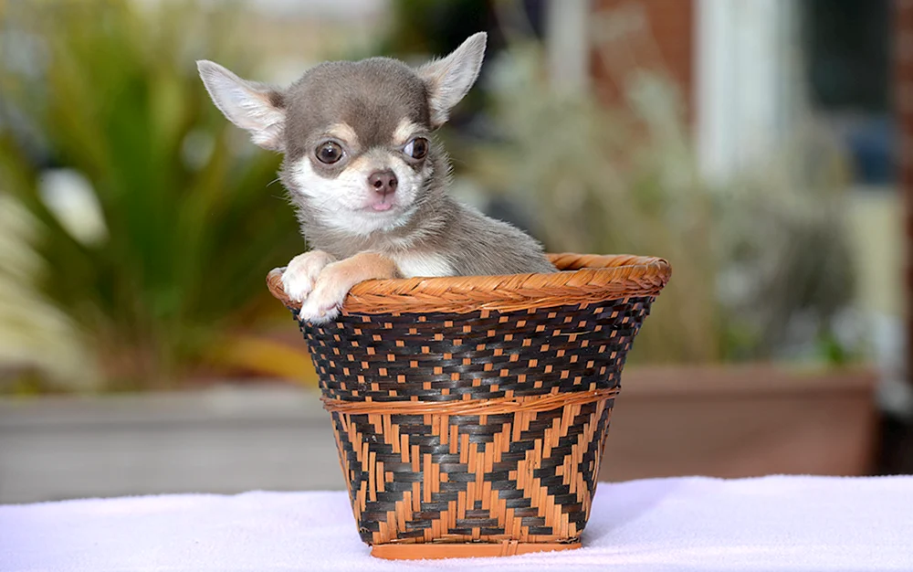 Chihuahua Mini