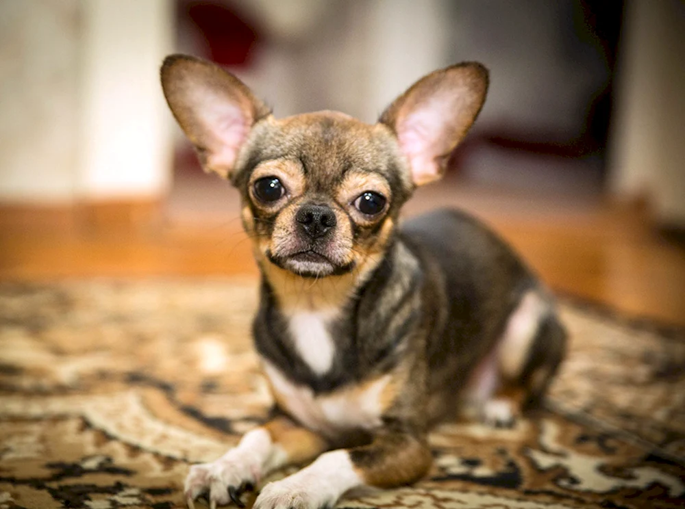 Zwerg Chihuahua