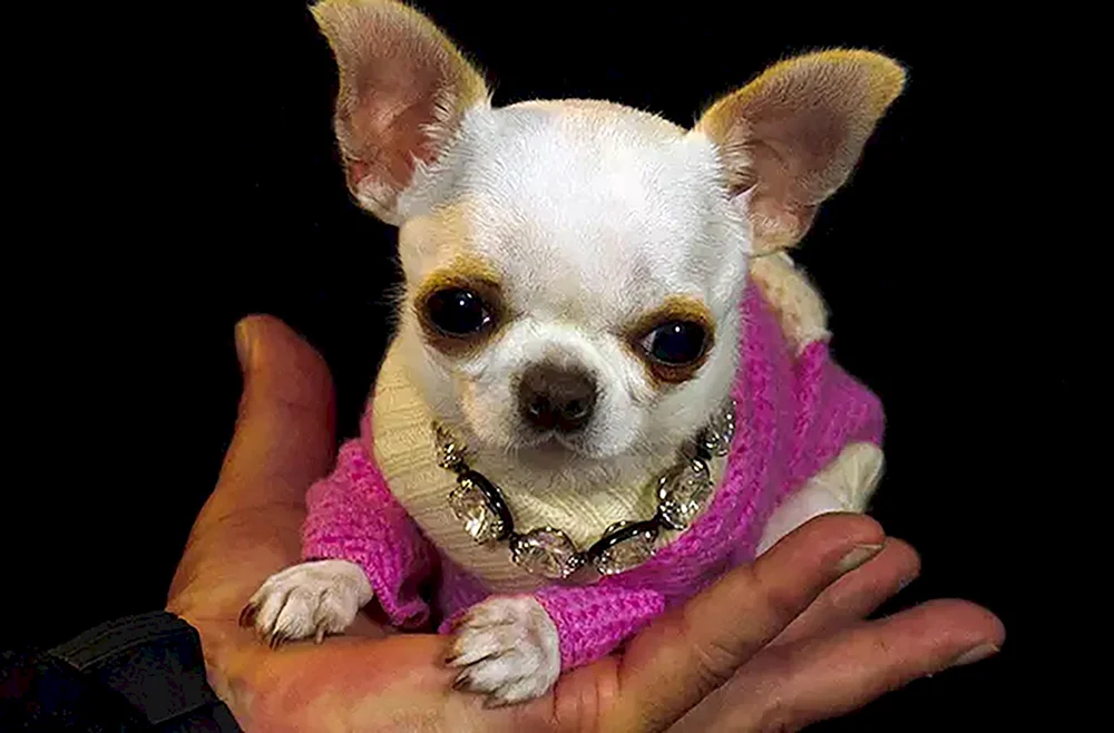 Chihuahua Hunderasse