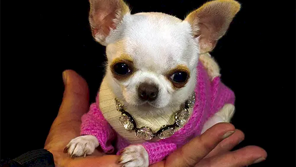 Zwerg Chihuahua