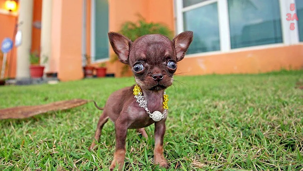 Zwerg Chihuahua