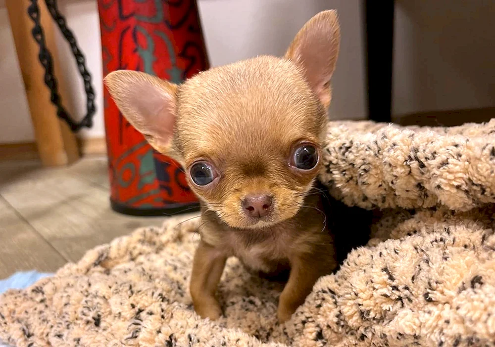 Zwerg Chihuahua