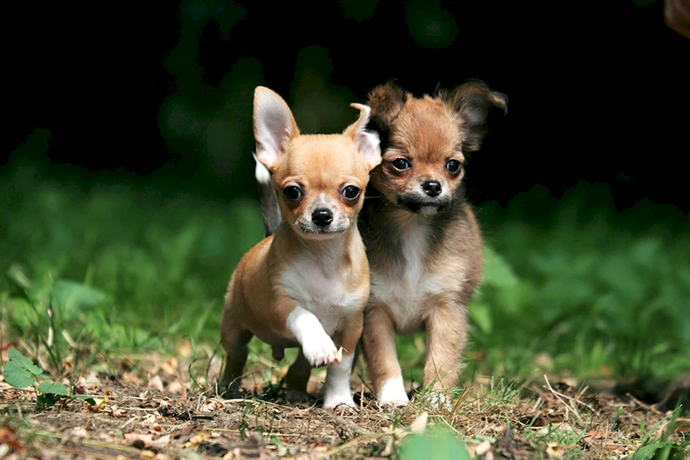 Carly Chihuahua