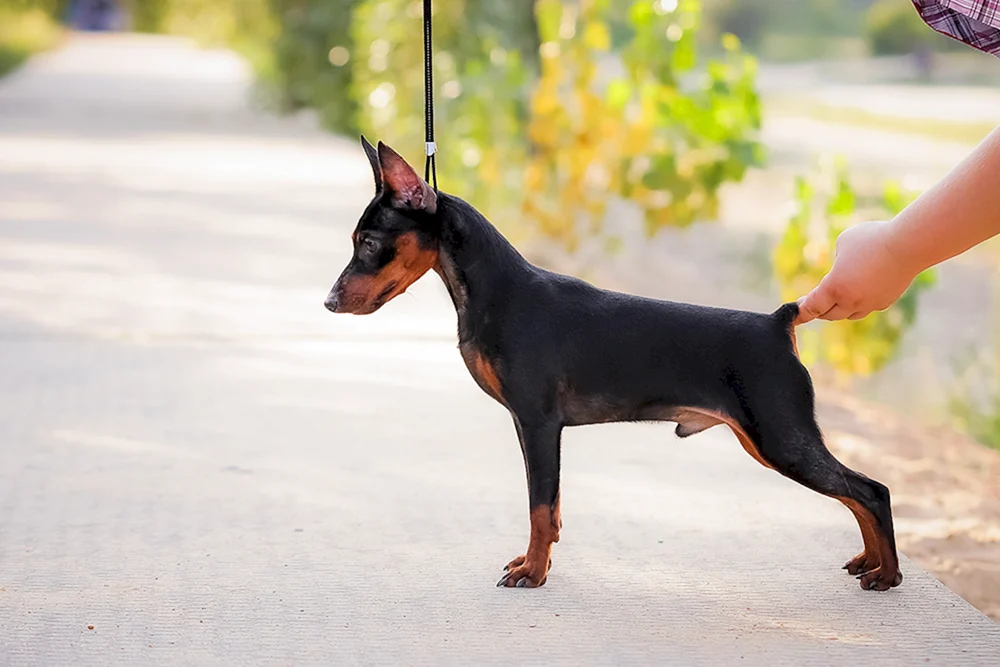 Crown Dobermann