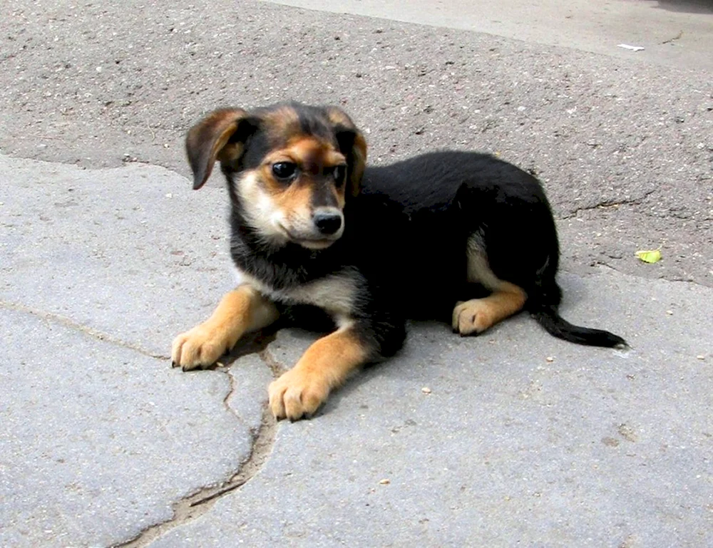 Zwergmischlings-Terrier