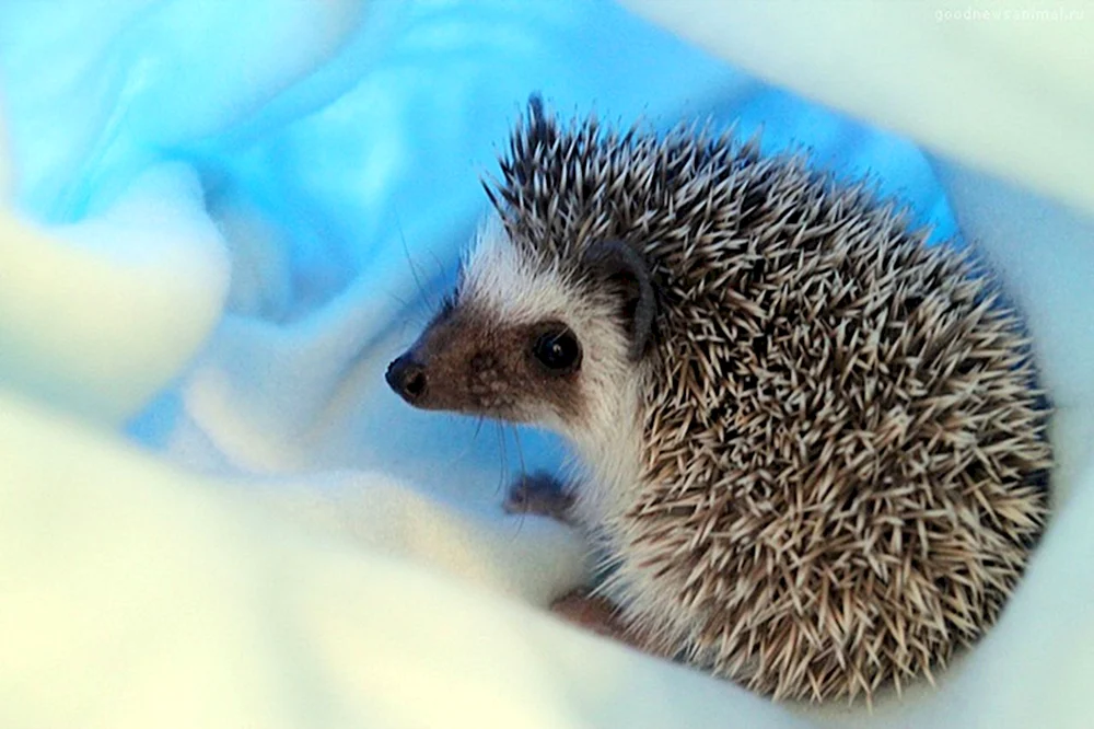 Igel im Winterwald