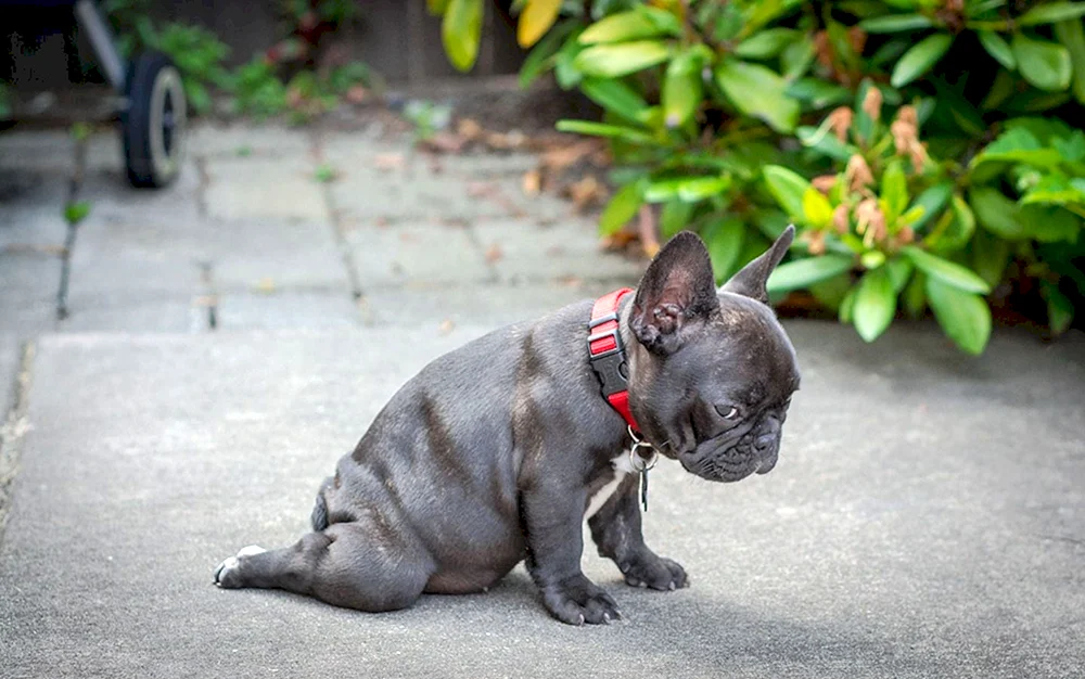 Blau gefärbte Erwachsene Französische Bulldogge