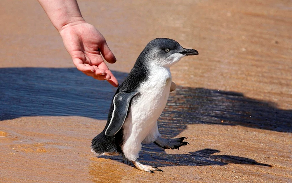 Kaiserpinguinjunges Zwergpinguin