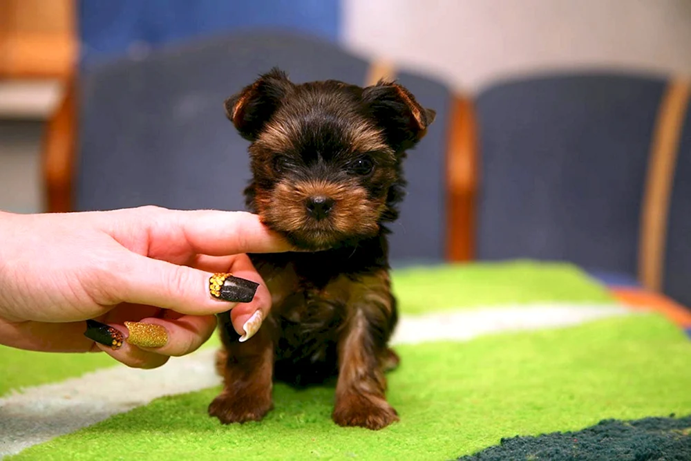 Zwerg Yorkshire Terrier