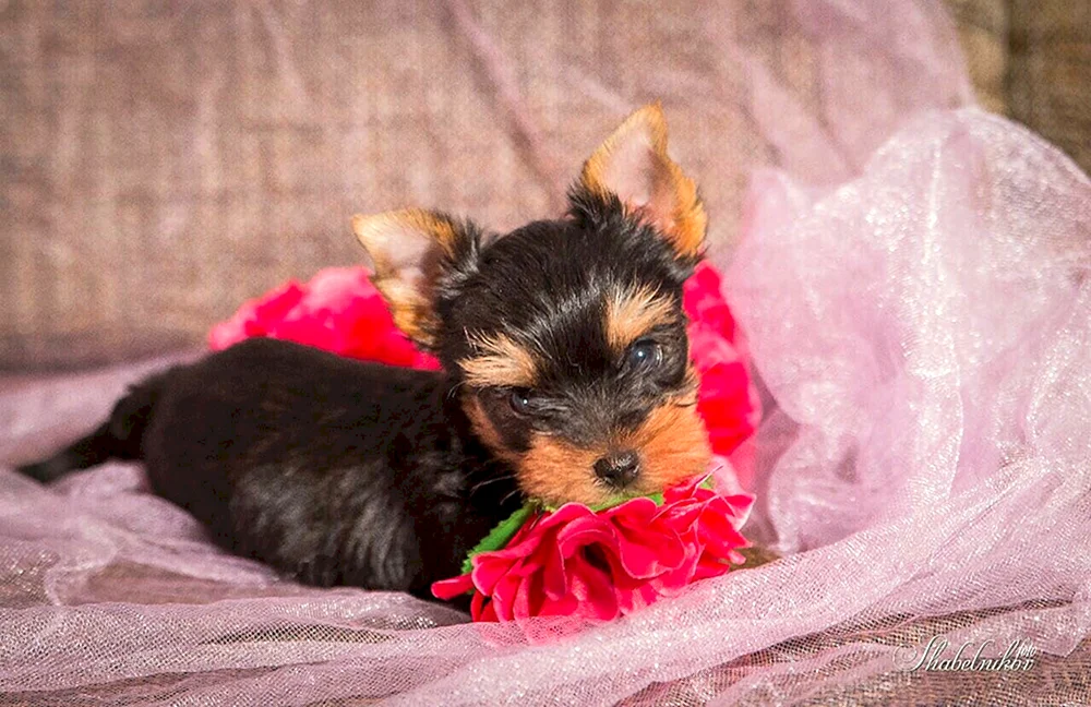 Yorkshire Terrier mini